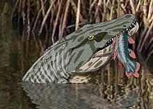 Megalocephalus httpsuploadwikimediaorgwikipediacommonsthu