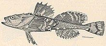 Megalocottus platycephalus httpsuploadwikimediaorgwikipediacommonsthu
