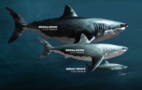 Megalodon Megalodon Sharkopedia