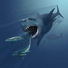 Megalodon httpsuploadwikimediaorgwikipediacommonsthu