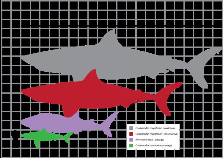 Megalodon Megalodon Wikipedia