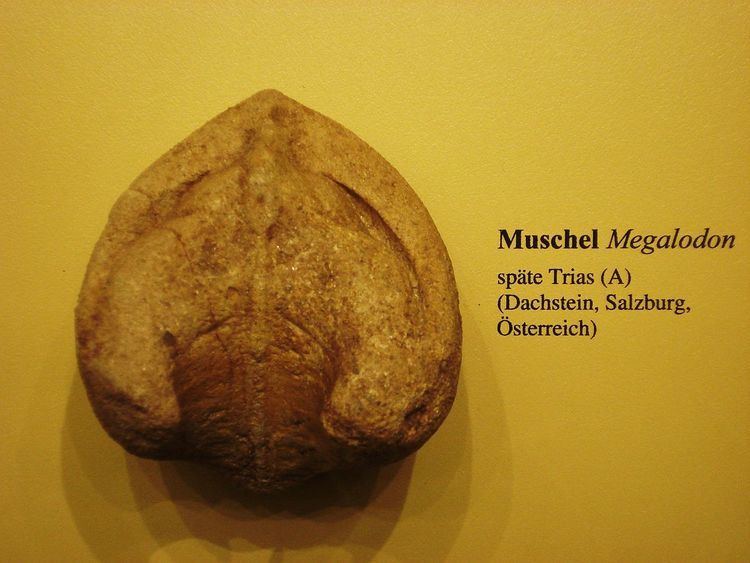 Megalodon (bivalve)