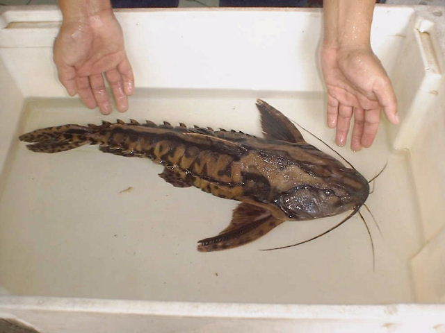 Megalodoras httpswwwmonsterfishkeeperscomforumsproxyph