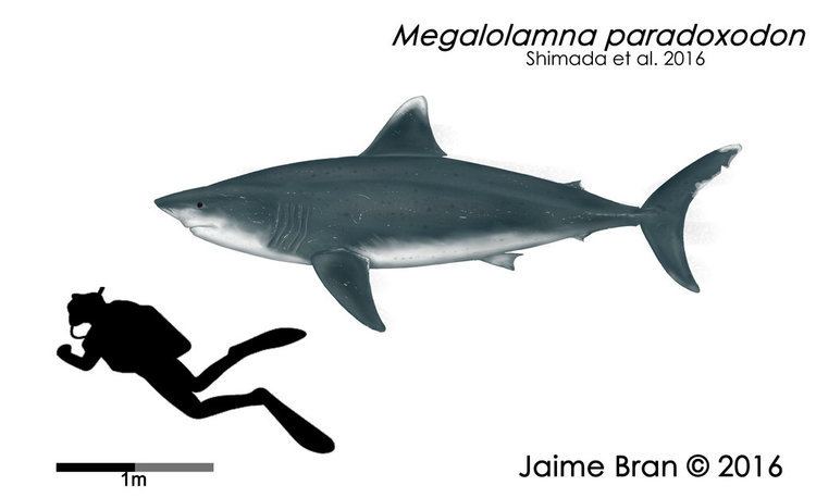 Megalolamna Megalolamna paradoxodon by BranArtworks on DeviantArt