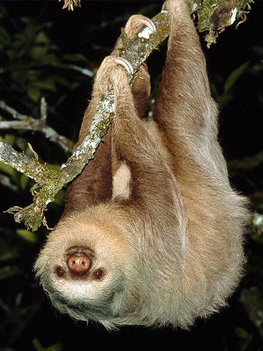 Megalonychidae Sloth or Sloths are mediumsized mammals belonging to the families