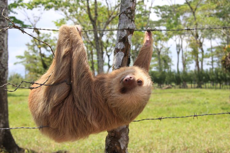 Megalonychidae Twotoed sloth Megalonychidae Choloepus Ronald Potters Flickr