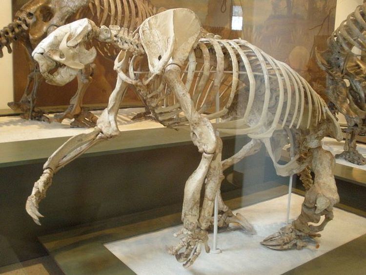 Megalonyx Giant Ground Sloth Megalonyx Facts and Figures