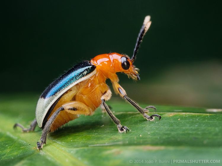 Megalopodidae Megalopodidae Agathomerus sp Leaf beetle besouro Flickr