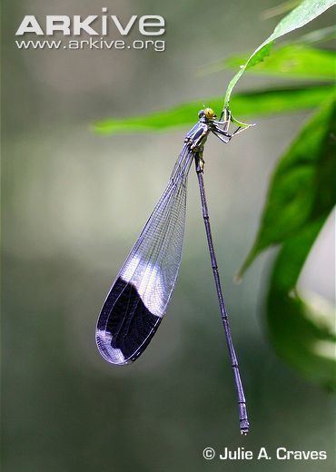 Megaloprepus caerulatus Helicopter damselfly videos photos and facts Megaloprepus