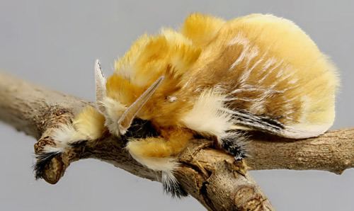 Megalopyge opercularis puss caterpillar larva southern flannel moth adult Megalopyge