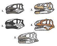 Megalosauridae httpsuploadwikimediaorgwikipediacommonsthu