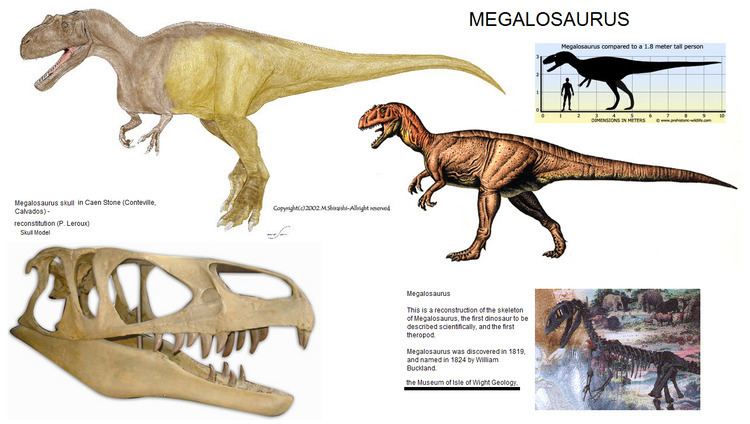 Megalosauridae megalosaurus httpwwwdinosaurislecomaboutusaspx Note Most