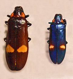 Megaloxantha bicolor httpsuploadwikimediaorgwikipediacommonsthu