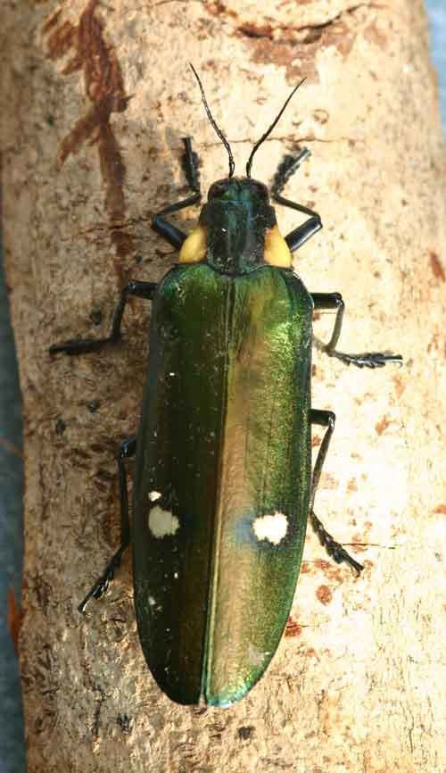 Megaloxantha bicolor Buprestidae