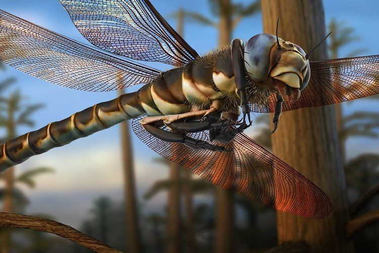 Meganeuropsis The biggest insect ever was a huge dragonfly Earth Archives