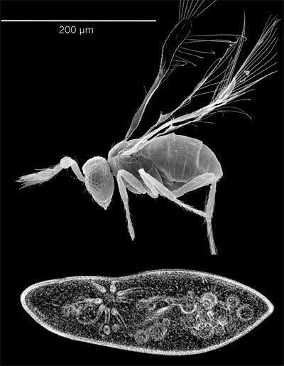 Megaphragma mymaripenne Neurodevelopment Wasp neurons lack nuclei Nature Nature Research