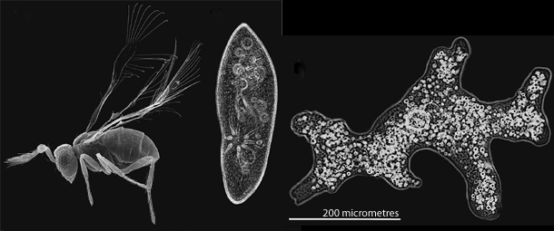 Megaphragma mymaripenne How tiny wasps cope with being smaller than amoebas Not Exactly