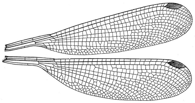 Megapodagrionidae OdonataCentral Odonata of New Guinea and neighboring islands
