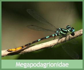 Megapodagrionidae Dragonflies and Damselflies samuibutterfliescom