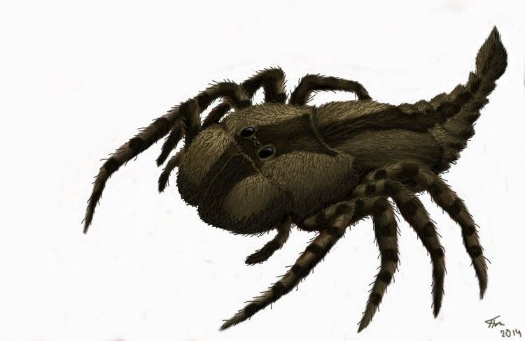Megarachne Spider Megarachne sarboniferous Period by Plioart on DeviantArt