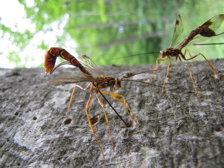 Megarhyssa Megarhyssa macrurus Wikiwand