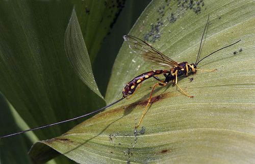 Megarhyssa CalPhotos Megarhyssa nortoni Giant Ichneumon no Common Name