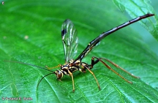 Megarhyssa Nature Search MEGARHYSSA MACRURUS Megarhyssa macrurus ICHNEUMON