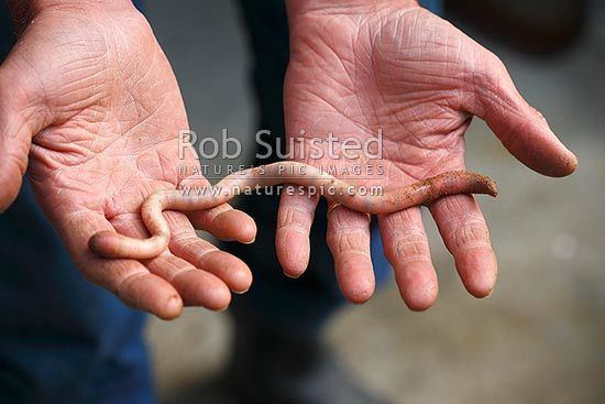 Megascolecidae Hands holding a small version of New Zealand native giant earthworm