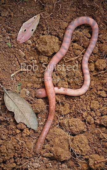 Megascolecidae Small version of New Zealand native giant earthworm possibly