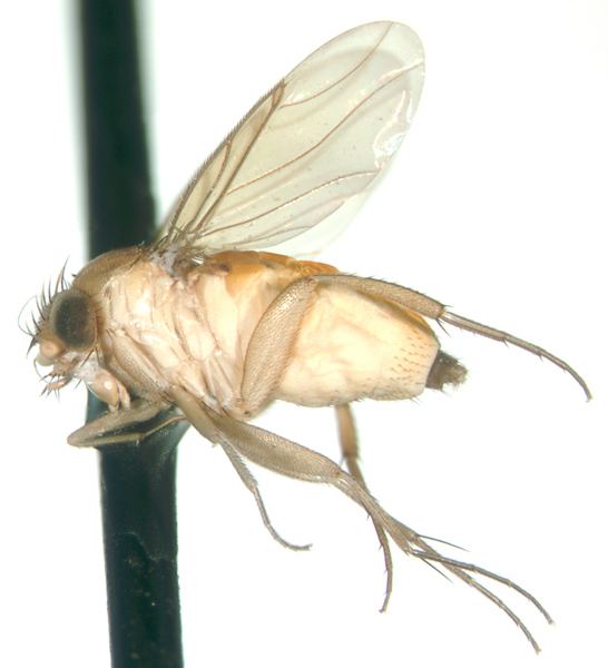 Megaselia Megaselia
