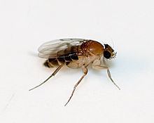 Megaselia scalaris httpsuploadwikimediaorgwikipediacommonsthu