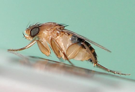 Megaselia scalaris small fly Megaselia scalaris BugGuideNet