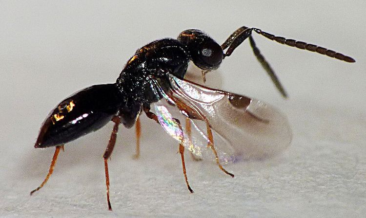 Megaspilidae Hymenoptera Ceraphronoidea Megaspilidae s001 P1990962 Flickr