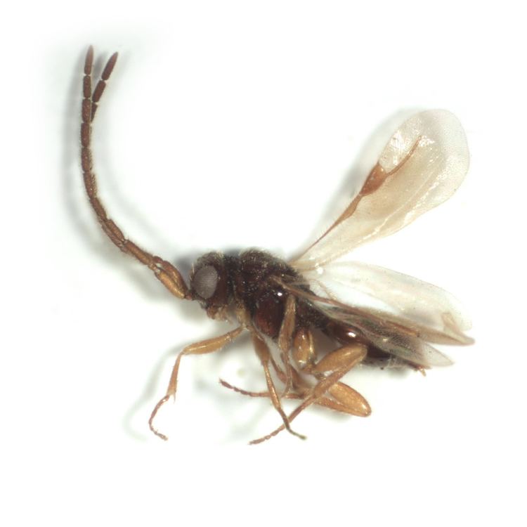 Megaspilidae FileMegaspilidae 9497303559jpg Wikimedia Commons