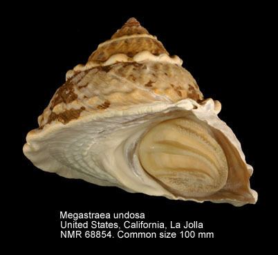 Megastraea undosa HomeNATURAL HISTORY MUSEUM ROTTERDAM Mollusca Gastropoda