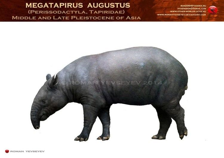 Megatapirus Megatapirus augustus by RomanYevseyev on DeviantArt