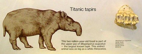 Megatapirus The biggest tapir Tetrapod Zoology