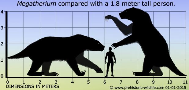 Megatherium Megatherium