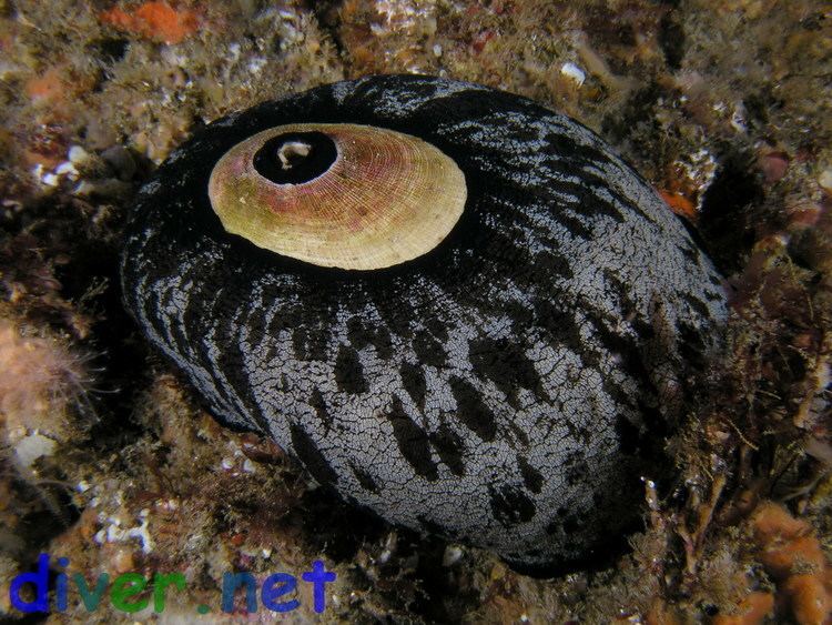 Megathura crenulata Aplysina fistularis Haliotis corrugata Underwater photographs from