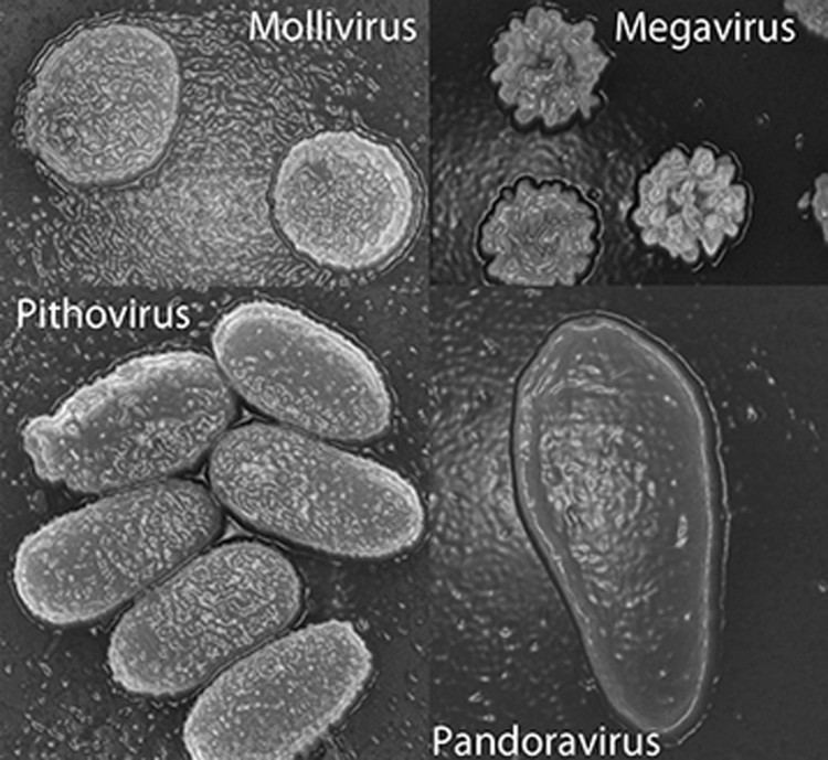 Megavirus New 39mega virus39 Is it dangerous for humans RT OpEdge