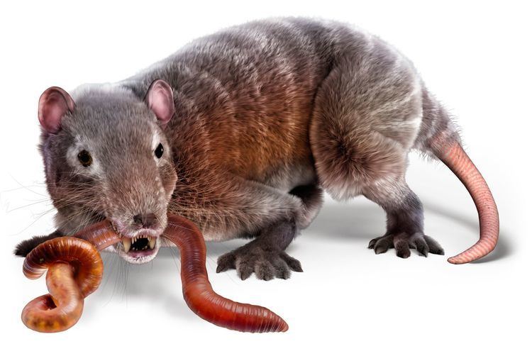 Megazostrodon Megazostrodon Facts Megazostrodon History DK Find Out