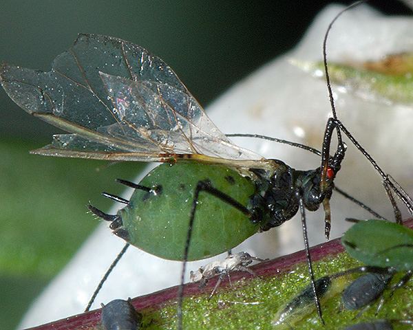 Megoura viciae Megoura aphids identification images ecology