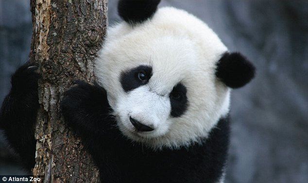 Mei Lan Panda breeding in China fails after Mei Lan from US is found to be
