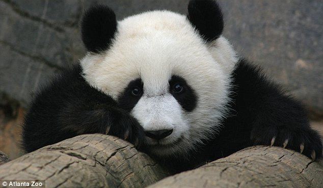Mei Lan Panda breeding in China fails after Mei Lan from US is found to be