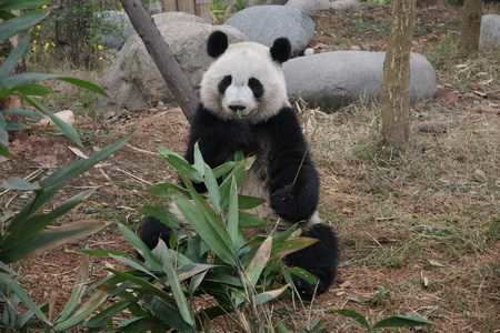 Mei Lan Information about Giant Panda Mei Lan Panda News