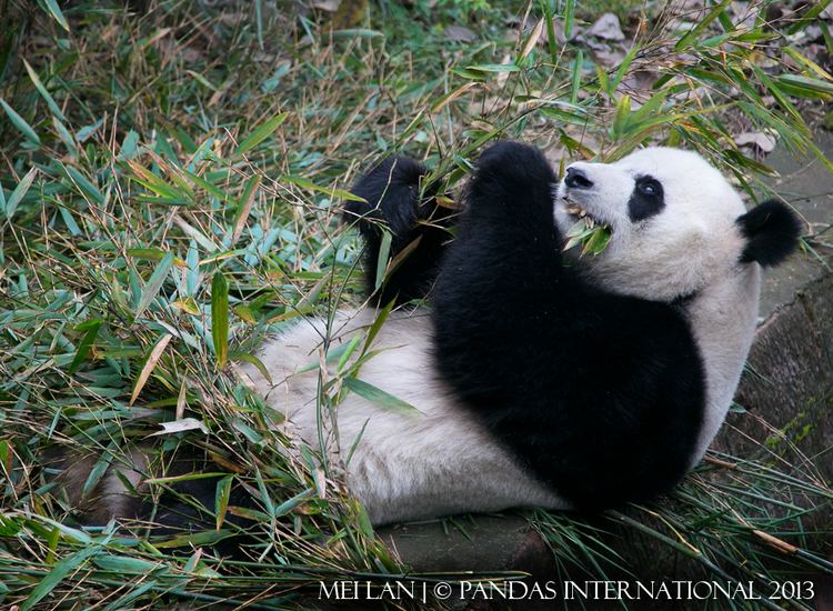 Mei Lan A Visit with Mei Lan Pandas International