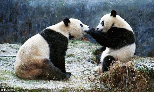 Mei Xiang How Mei Xiang the giant panda fooled zoo keepers with a fake