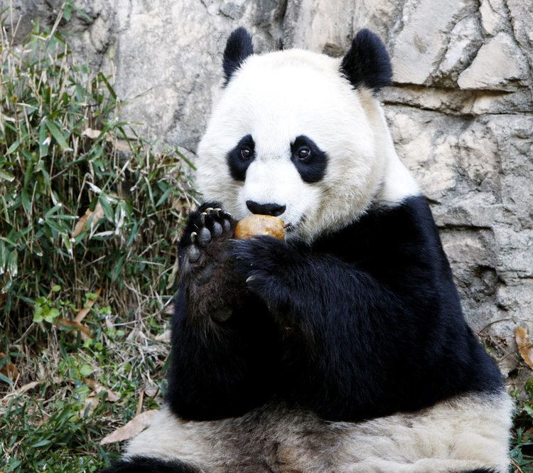 Mei Xiang Mei Xiang Giant Panda At National Zoo Gives Birth To A Cub The