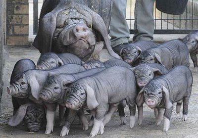 Meishan pig 1000 images about quotMeishanquot Pigs on Pinterest Photographs Mini