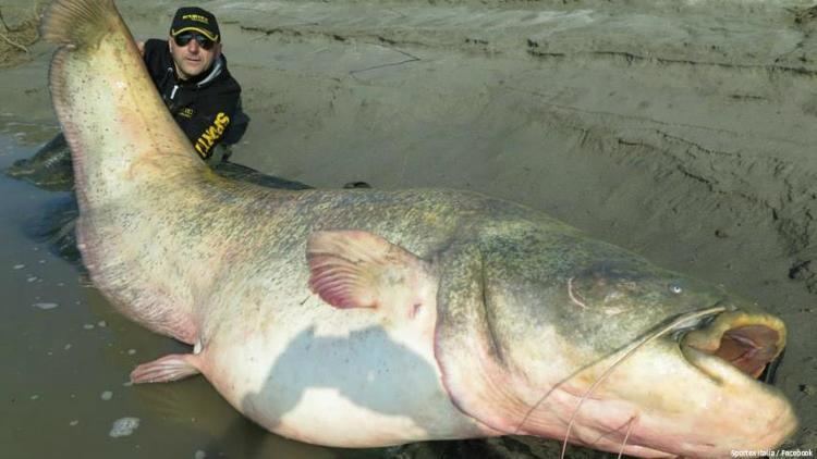 Mekong giant catfish Giant catfish caught in Italy SciTech GMA News Online